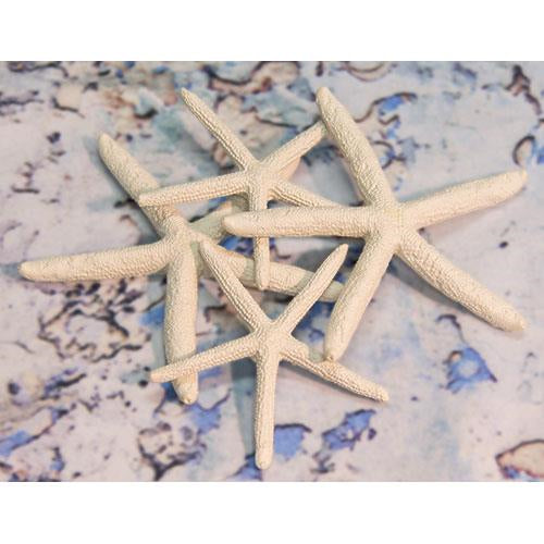 Starfish Set of 4